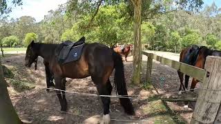 Stock horses at Glenworth Valley NSW [upl. by Anilrats807]