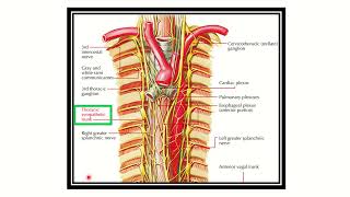 Sympathetic trunk operation structure MRCS question solve CRACK MRCS [upl. by Anelys]