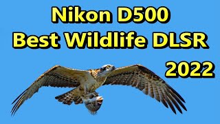 Nikon D500 Best Wildlife DSLR in 2022 [upl. by Maidel313]