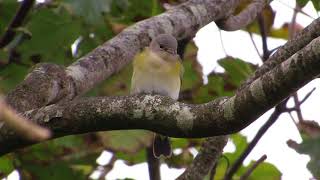 American Redstart  Barra  12092017 [upl. by Mike]