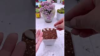 Plant succulents from leaves shortvideo houseplant indoorplants houseplants nature garden [upl. by Alyahs17]