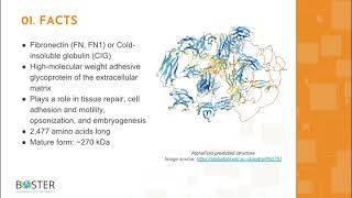 Learn FN1 in 3 minutes  Fibronectin FN CIG [upl. by Fari]