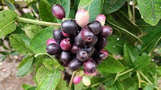 Water Berry Syzygium cordatum a tasty African Fruit [upl. by Hendren]