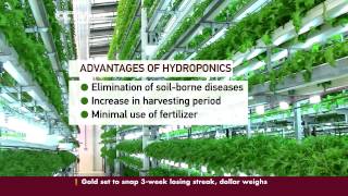 Hydroponics Revolutionize Farming in Kenya [upl. by Jonette]