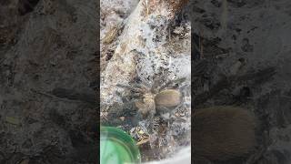 No passage 😠‼️⚠️ Monocentropus balfouri communal tarantulafeeding tarantulas new shorts boss [upl. by Arikal337]