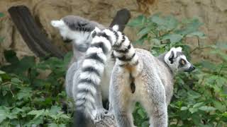 LemurBaobab Madagascar Tours [upl. by Syverson709]