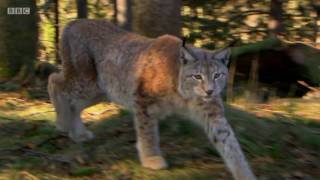 Rewilding the UK with Lynx [upl. by Akihsal]