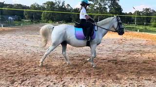 Liliana gibbons training level test 1 large ring [upl. by Caresa141]