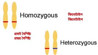 Basic Genetics 3rd yrজীনতত্ত্বে ব্যবহৃত শব্দ সমূহ [upl. by Nelly]