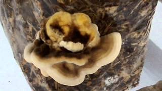 turkey tail mushroom fruiting in bag [upl. by Coben]