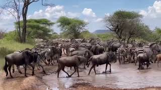 Great Wildebeest Migration Serengeti to Masai Mara Wildebeest and Zebra [upl. by Esinad]