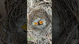 Nest Chronicles Skylark Bird Babies Adorable Growth Journey [upl. by Hoopes386]