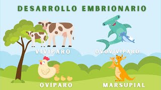 Desarrollo Embrionario en Animales Video Educativo Animado [upl. by Innavoij547]