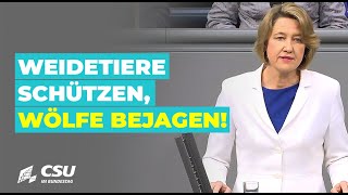 Dr Anja Weisgerber Weidetiere schützen Wölfe bejagen [upl. by Hollerman]