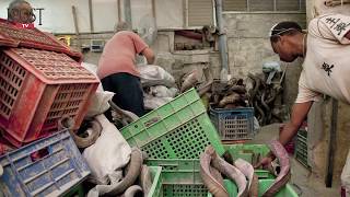 Shofar manufacturing in Israel since 1947 [upl. by Roanna]