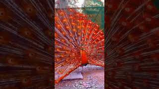 peacock red peacock relaxingflutemusic [upl. by Alliw928]