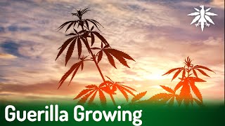 Guerilla Growing  DHVNews  435 [upl. by Elon782]