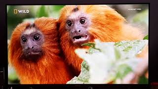 Golden Lion Tamarin  South Americas Weirdest Animals  Nat Geo Wild [upl. by Gosnell]