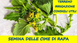 Come si coltivano le CIME DI RAPA o broccoletti [upl. by Ainav346]