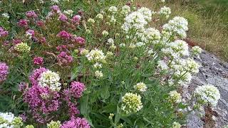 Discovering the vibrant colors of Red and White Valerian  A stunning display of natures diversity [upl. by Alroi]