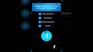 Identify the first haploid stage during spermatogenesis [upl. by Halas]