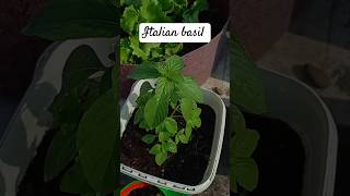 How to grow itallian basil from seeds basil gardening youtubeshorts [upl. by Leslie]