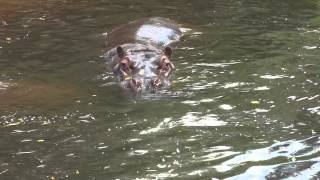 Hippopotamus Nijlpaard [upl. by Rednaxela]