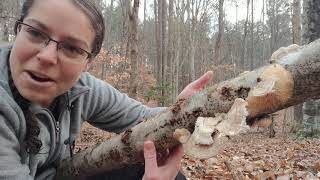 How to ID gilled polypore mushrooms Trametes betulina [upl. by Sirod]