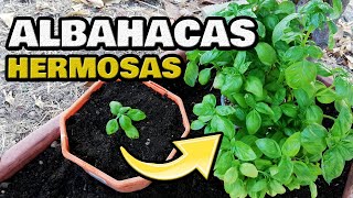 Cultivar ALBAHACA CUIDADOS y SIEMBRA en Casa 🌿 SEMBRAR en MACETA 💚 Para Que Sirve la Albahaca [upl. by Ishmael788]