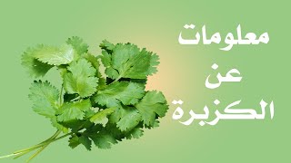 الكزبرة الوصف النباتي والفوائد [upl. by Scrope]