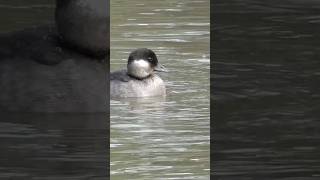 Female Bufflehead Duck [upl. by Otrebron]