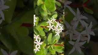 Jade Plant Crassula ovata  Observed in Description [upl. by Eisned]