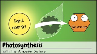 Photosynthesis UPDATED [upl. by Starr]