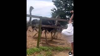 Best in talent impersonating ostrich 🤣 [upl. by Reich131]