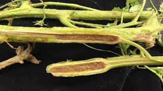 ⟹ Fusarium vs Vertisillium  Tomato diseases  My take on it how to tell the difference [upl. by Aihtebat55]