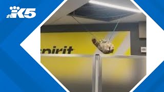 Raccoon hangs from cables inside Laguardia Airport [upl. by Pedrotti]