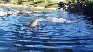 Dolphins playing and swimming in Hawaii [upl. by Darmit]