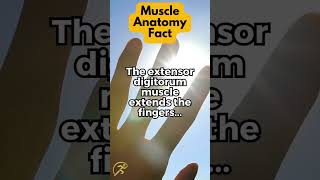 The extensor digitorum muscle extends the fingers [upl. by Jeanna74]