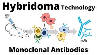 Monoclonal Antibodies Definition and Types [upl. by Idnir382]