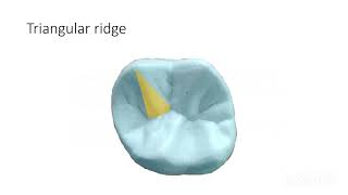 LANDMARKS OF TOOTH  CUSP  RIDGE  FOSSA SULCUSGROOVEPITSMAMELONSCINGULUMTooth Morphology 1 [upl. by Adleremse]