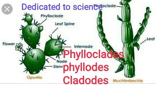 Phylloclades phyllodes cladodes with examples [upl. by Ahsimac]