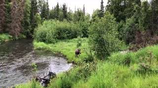 Moose Live Cam in Anchorage Alaska [upl. by Zorana]