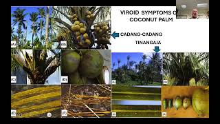 Part 2 Palm Viroid and Virus Diseases [upl. by Durwood]