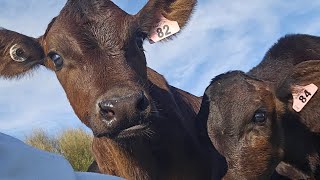 throw back to calving season calving2024 nzfarming dairyfarmer [upl. by Pickar]