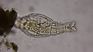 Rotifer under a microscope [upl. by Afital]