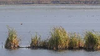 Hundreds of Trumpeter Swans at Kimiwam Park McLennon [upl. by Solnit859]