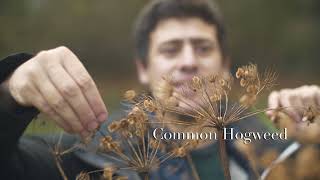 Forage and Cook  Sea Beet amp Hogweed Seed Saag Aloo [upl. by Lenod]