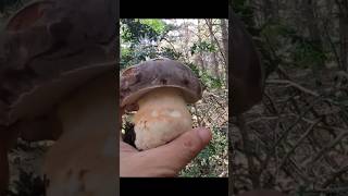 Boletus Pinicola primavera 2024 [upl. by Ahseral]