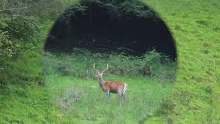 Jeune cerf élaphe en pays dAspet dans le Comminges 12092024 [upl. by Leahcir135]