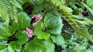 Bergenia Cordifolia  Spring Clean Up April 16 [upl. by Fredric40]